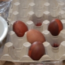 Főszerepben a tojások