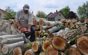 Kivágják a veszélyes fákat a Lisznyai utcában