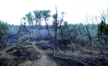 Kigyulladt az erdő Bugacon