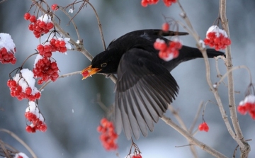 Miért nem fázik a madarak lába télen?