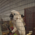 Papagáj kiállítás Kiskunfélegyházán