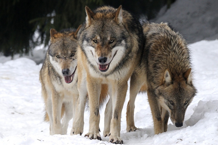 Összefogás a hazai farkasok védelmében