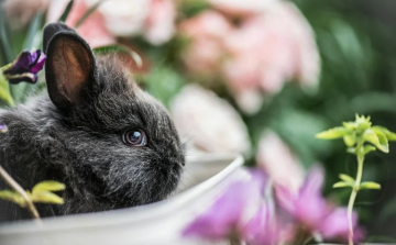 Húsvét - Óva intenek az élő állat ajándékozásától az állatvédők