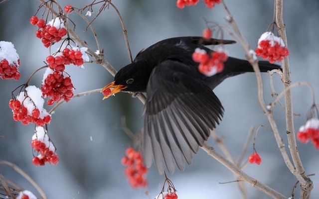 Miért nem fázik a madarak lába télen?