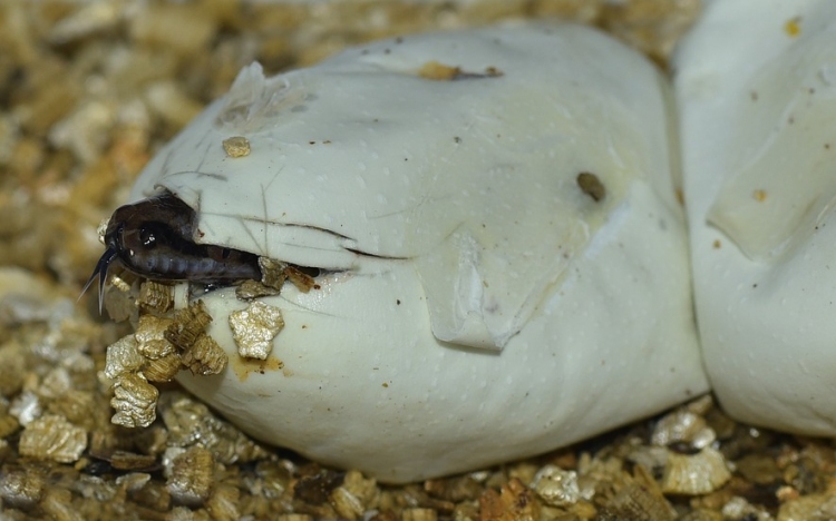 Több tucat mérgeskígyó-tojást találtak egy ausztrál iskola homokozójában