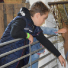 Tömegeket vonzott a Mezgé piknikje a tangazdaságba