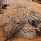 Karácsonyi Ünnepség a Haleszi Gazdakörben