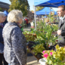 Őszi virágvásárt tartottak a városközpontban