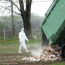 tömegesen földelték el a döglött kacsákat Majsán