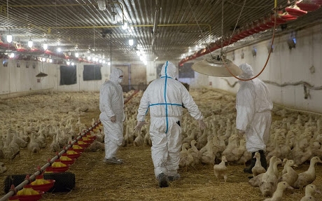 Újra megjelent Bács-Kiskun megyében a madárinfluenza