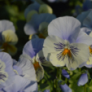 Őszi virágünnep Kiskunfélegyházán