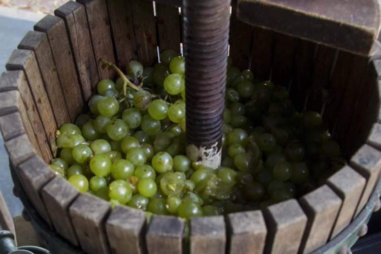 Több borra és kiváló évjáratra számítanak idén a borászok