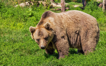 Hatszor tört be egy medve egy székelyföldi hétvégi házba április eleje óta