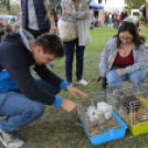 Családi délutánt rendeztek a Gyepmesteri Telepen