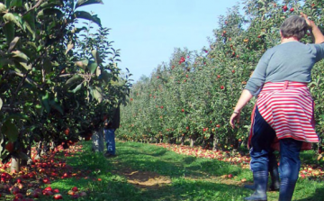 Csak az új feltételekkel lehet gyümölcsöt telepíteni