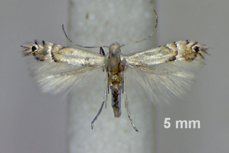 Újabb kártevő jelent meg hazánkban!