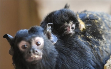 Aranykezű tamarinok születtek a debreceni állatkertben