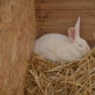 Tavaszköszöntő rendezvényt tartottak a Szérűskertben