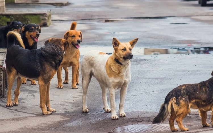 Ivartalanítási programot indított a Nébih a kóbor kutyák számának csökkentéséért