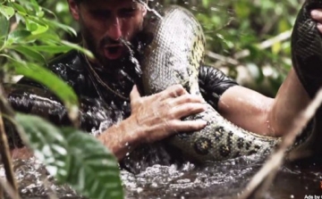 Élő embert nyel le egy kígyó és leadja a TV - VIDEÓ