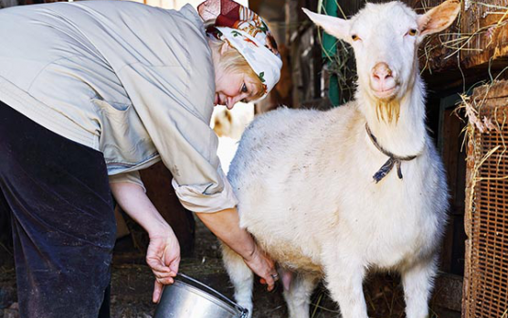 Mekegő gyógytejgyár