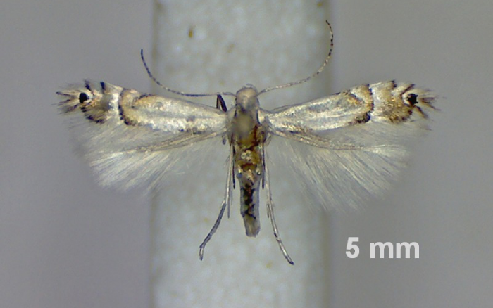 Újabb kártevő jelent meg hazánkban!