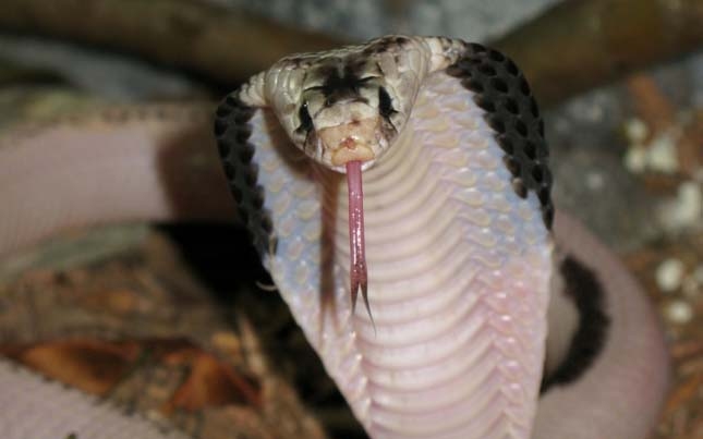 Bosszúálló kígyó