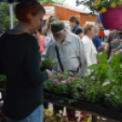 Káprázatos virágözön ékesítette Kiskunfélegyháza főterét