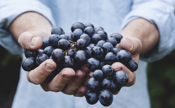 Rekord szőlő- és bortermésre számít az Agrárminisztérium idén 