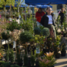 Őszi virágvásárt tartottak a városközpontban