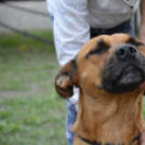 Családi délutánt rendeztek a Gyepmesteri Telepen