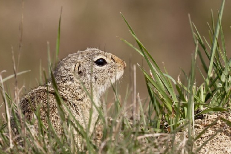Számba vették az ürgéket Bugacon