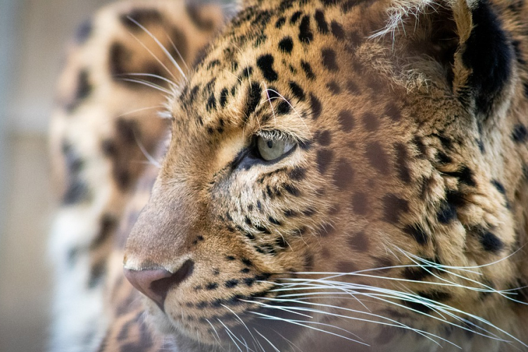 Egy hétig titkolta három leopárdjának megszökését egy szafaripark 