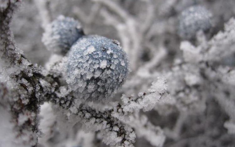 Novemberben is van mit gyűjteni