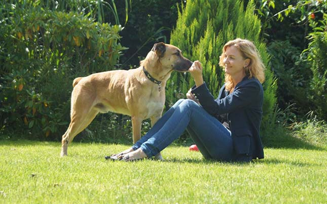 Örökbe fogadta a légiutas-kísérő a kóbor kutyát, aki rendíthetetlenül várt rá a szállodája előtt