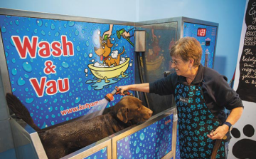 Állati kényeztetés - Virágzik a cukiipar