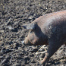 Tömegeket vonzott a Mezgé piknikje a tangazdaságba