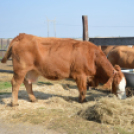 Pályaorientációs napot tartottak a Mezgében