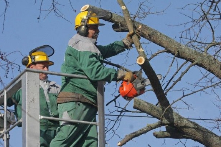 Folytatódik a közterületen lévő fák ágainak visszavágása