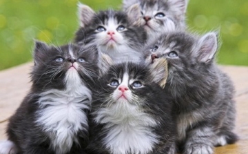 A világ 5 legszebb macskafajtája