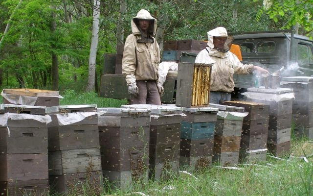 Hullottak a méhek az állatgyógyászati készítménytől