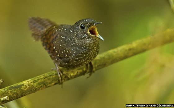 DNS-elemzéssel fedeztek fel egy új madárcsaládot Ázsiában