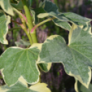 Őszi virágünnep Kiskunfélegyházán