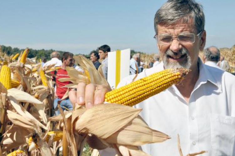 Rekordtermést hozott a kukorica