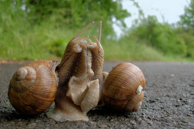 Házasoké a világ...