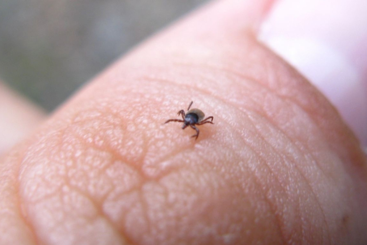 Előbb kell elkezdeni a kullancs elleni védekezést idén