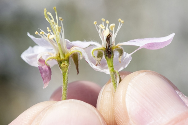 Elfagyott a magyar gyümölcs java