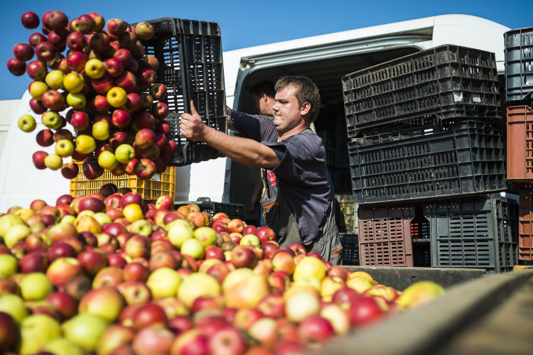 Drágább lesz a gyümölcs, mert nincs aki leszedje