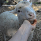 Levetkőztek a Mezgé tangazdaság birkái