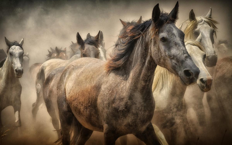 Szeptemberben jön a jubileumi Nemzeti Vágta